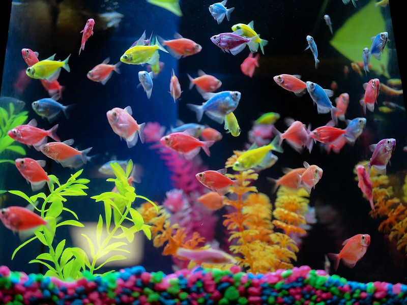 Mengenal Ikan GloFish Tetra